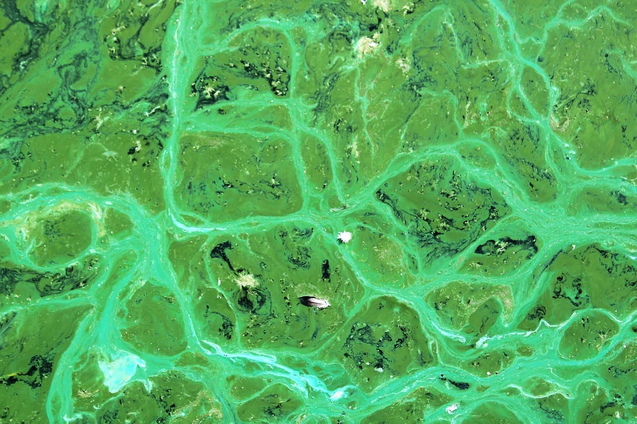Northern Icelandic Cyanobacteria Biorefinery